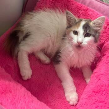 Minnie -  Domestic Medium Hair Cat for Adoption in Sunnyvale, California - Minnie | PetCurious