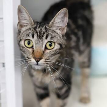 Rara -  Domestic Short Hair Cat for Adoption in Los Angeles, California - Rara | PetCurious
