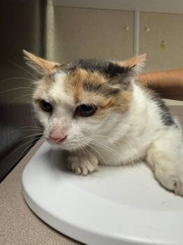 Quay -  Domestic Medium Hair Cat for Adoption in Salisbury, Maryland - Quay | PetCurious