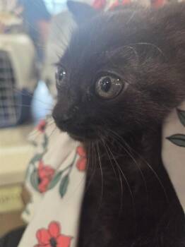 MAMI -  Domestic Short Hair Cat for Adoption in Louisville, Kentucky - MAMI | PetCurious