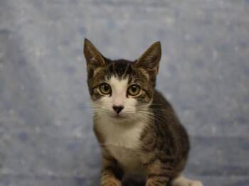 Sea Lion -  Domestic Short Hair Cat for Adoption in Portland, Oregon - Sea Lion | PetCurious
