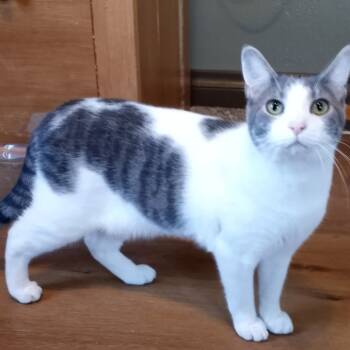 Rescue Domestic Short Hair Cats for Adoption in Parkersburg, West Virginia - Frizzie | PetCurious