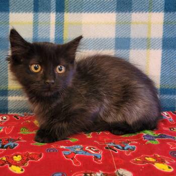 Faye -  Domestic Medium Hair Cat for Adoption in Alpine, Texas - Faye | PetCurious