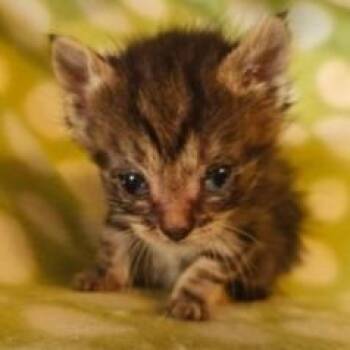 Sweet Pea C10894 -  Domestic Short Hair Cat for Adoption - Sweet Pea C10894 | PetCurious
