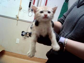 A1049327 -  Domestic Short Hair Cat for Adoption in Martinez, California - A1049327 | PetCurious