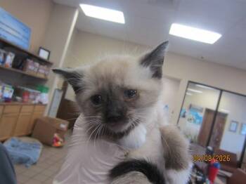 A379959 -  Domestic Short Hair Cat for Adoption in Ocala, Florida - A379959 | PetCurious
