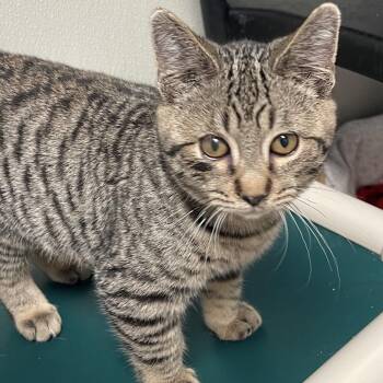Zinnia -  Domestic Short Hair Cat for Adoption in New Philadelphia, Ohio - Zinnia | PetCurious