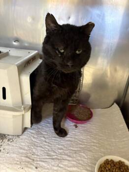 Domestic Short Hair Cats Available for Adoption in Rochester, Indiana - Black Jack - Shop Cat/Barn Cat/Indoor-Outdoor | PetCurious