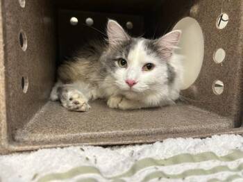 RAINIER -  Domestic Long Hair Cat for Adoption in Pueblo, Colorado - RAINIER | PetCurious