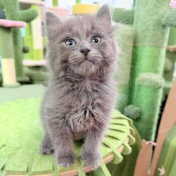 Russian Blue Cats Available for Adoption in Grand Rapids, Michigan - Sweet Pea- Male | PetCurious