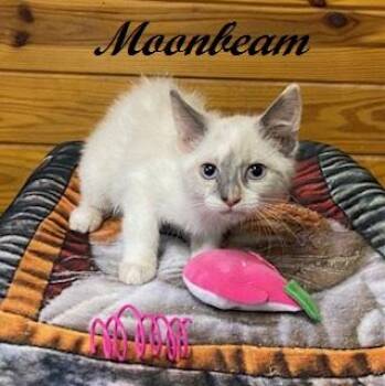 Moonbeam -  Siamese Cat for Adoption in Southern Pines, North Carolina - Moonbeam | PetCurious