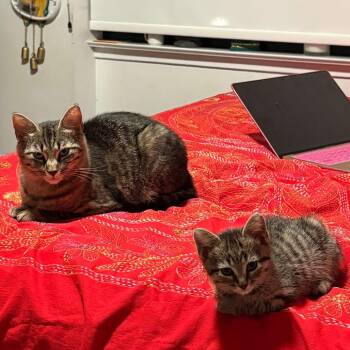 Pip -  Domestic Short Hair Cat for Adoption in Falls Church, Virginia - Pip | PetCurious