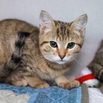 Perry -  Domestic Short Hair Cat for Adoption in Atlanta, Georgia - Perry | PetCurious