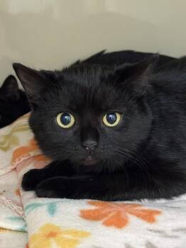 Barrel -  Domestic Short Hair Cat for Adoption in Arlington, Washington - Barrel | PetCurious