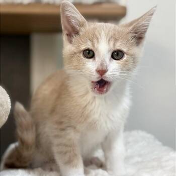 Cheshire -  Domestic Short Hair Cat for Adoption in Riverside, California - Cheshire | PetCurious