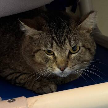Domestic Short Hair Cats Available for Adoption in Lakewood, Colorado - Buff | PetCurious