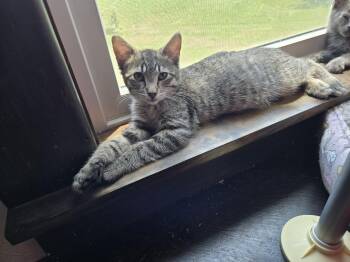 Westie -  Domestic Short Hair Cat for Adoption in Sioux Falls, South Dakota - Westie | PetCurious