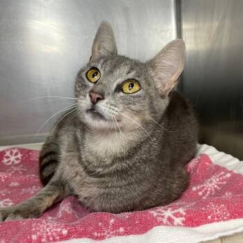 Lorelai -  Domestic Short Hair Cat for Adoption in Roanoke, Virginia - Lorelai | PetCurious