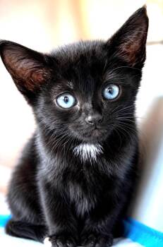 Whitney -  Domestic Short Hair Cat for Adoption in Great Neck, New York - Whitney | PetCurious