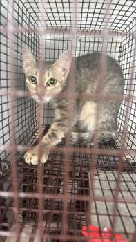 PEACH -  Domestic Short Hair Cat for Adoption in Houston, Texas - PEACH | PetCurious