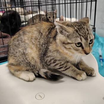 Regale -  Domestic Short Hair Cat for Adoption in Coos Bay, Oregon - Regale | PetCurious