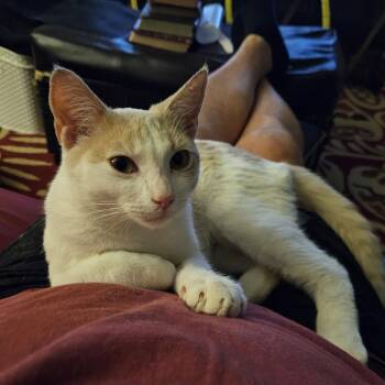 Domestic Short Hair Cats Available for Adoption - Garfield ( SC) | PetCurious