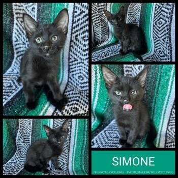 Simone -  Domestic Short Hair Cat for Adoption in Corpus Christi, Texas - Simone | PetCurious