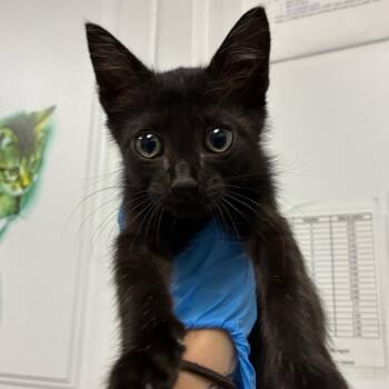 Marshmallow -  Domestic Short Hair Cat for Adoption in Greenville, South Carolina - Marshmallow | PetCurious