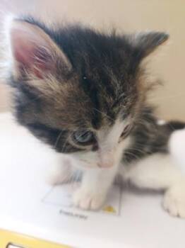 Pistachio -  Domestic Short Hair Cat for Adoption in Fishers, Indiana - Pistachio | PetCurious