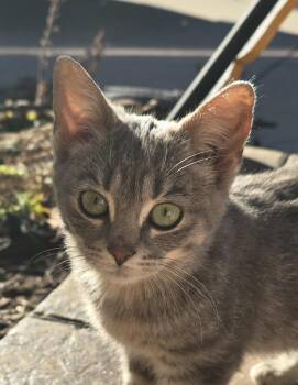 Margs -  American Shorthair Cat for Adoption in Almont, Michigan - Margs | PetCurious