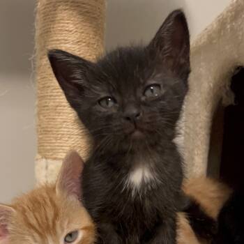 Rescue Domestic Short Hair Cats for Adoption in North Branford, Connecticut - 25-199 Fudge | PetCurious