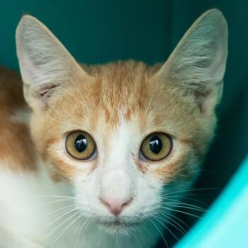 Liberty -  Domestic Short Hair Cat for Adoption in Middletown, Rhode Island - Liberty | PetCurious