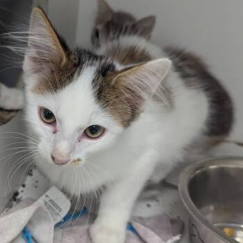 Harry -  Domestic Medium Hair Cat for Adoption in Jeffersonville, Indiana - Harry | PetCurious