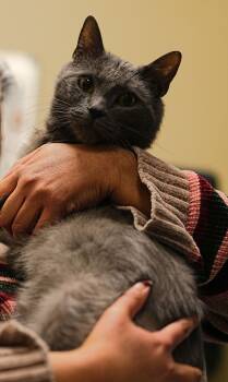 Russian Blue Cats Available for Adoption - Charlie Lion | PetCurious