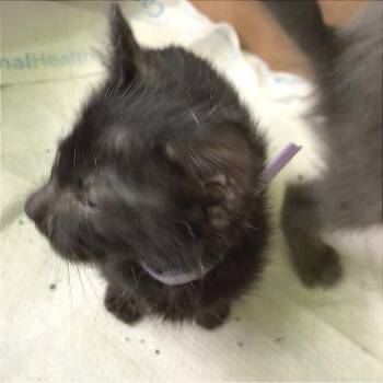 Kyoshi (green collar) -  Domestic Short Hair Cat for Adoption in Redwood City, California - Kyoshi (green Collar) | PetCurious
