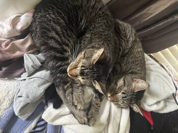 Dusty and dash -  Domestic Short Hair Cat for Adoption in Leesville, Louisiana - Dusty And Dash | PetCurious