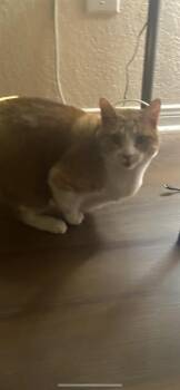 Domestic Short Hair Cats Available for Adoption - HOP | PetCurious