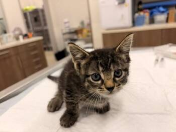 KIX -  Domestic Short Hair Cat for Adoption in Baytown, Texas - KIX | PetCurious