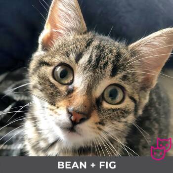 Bean (bonded with Fig) -  Domestic Short Hair Cat for Adoption in Toronto, Ontario - Bean (bonded With Fig) | PetCurious