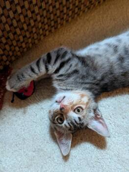 *Macaron -  Domestic Short Hair Cat for Adoption in Newnan, Georgia - *Macaron | PetCurious