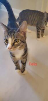 Domestic Short Hair Cats Available for Adoption - Felix | PetCurious