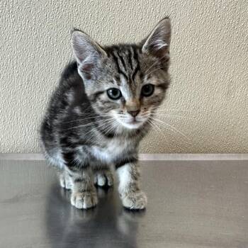 Horatio -  Domestic Short Hair Cat for Adoption in Clavet, Saskatchewan - Horatio | PetCurious