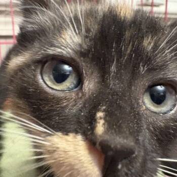 Rescue Domestic Short Hair Cats for Adoption in Fredericton, New Brunswick - Honey | PetCurious