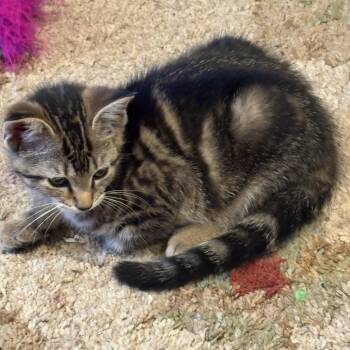 Teddy -  Domestic Short Hair Cat for Adoption in White Bluff, Tennessee - Teddy | PetCurious