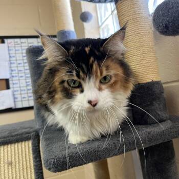 Marshmallow -  Domestic Long Hair Cat for Adoption in Washington, Utah - Marshmallow | PetCurious