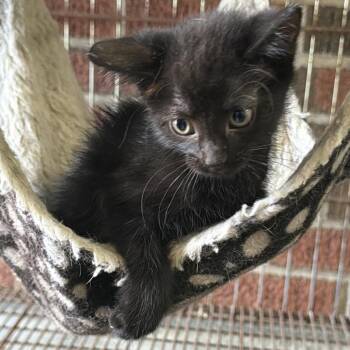 Piper -  Domestic Short Hair Cat for Adoption in Goshen, Indiana - Piper | PetCurious