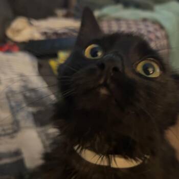 Domestic Short Hair Cats Available for Adoption in Roanoke, Virginia - Gloomy | PetCurious