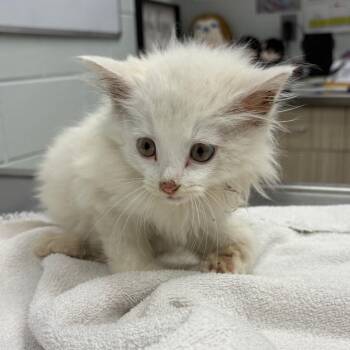 Stormy -  Domestic Long Hair Cat for Adoption in Chattanooga, Tennessee - Stormy | PetCurious