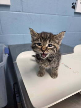 Rescue Domestic Short Hair Cats for Adoption in Evansville, Indiana - Keebler | PetCurious
