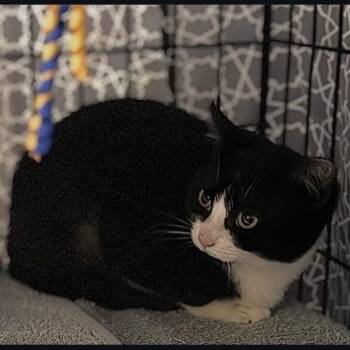 Domestic Short Hair Cats Available for Adoption - Cornell | PetCurious